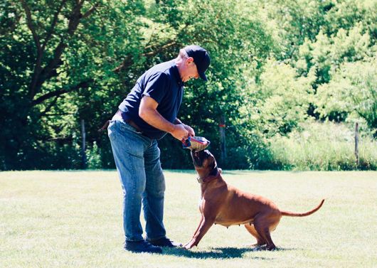 … Spiel mit dem Hundeführer – stärkt die Bindung und Gehorsam. © SV OG Pankow