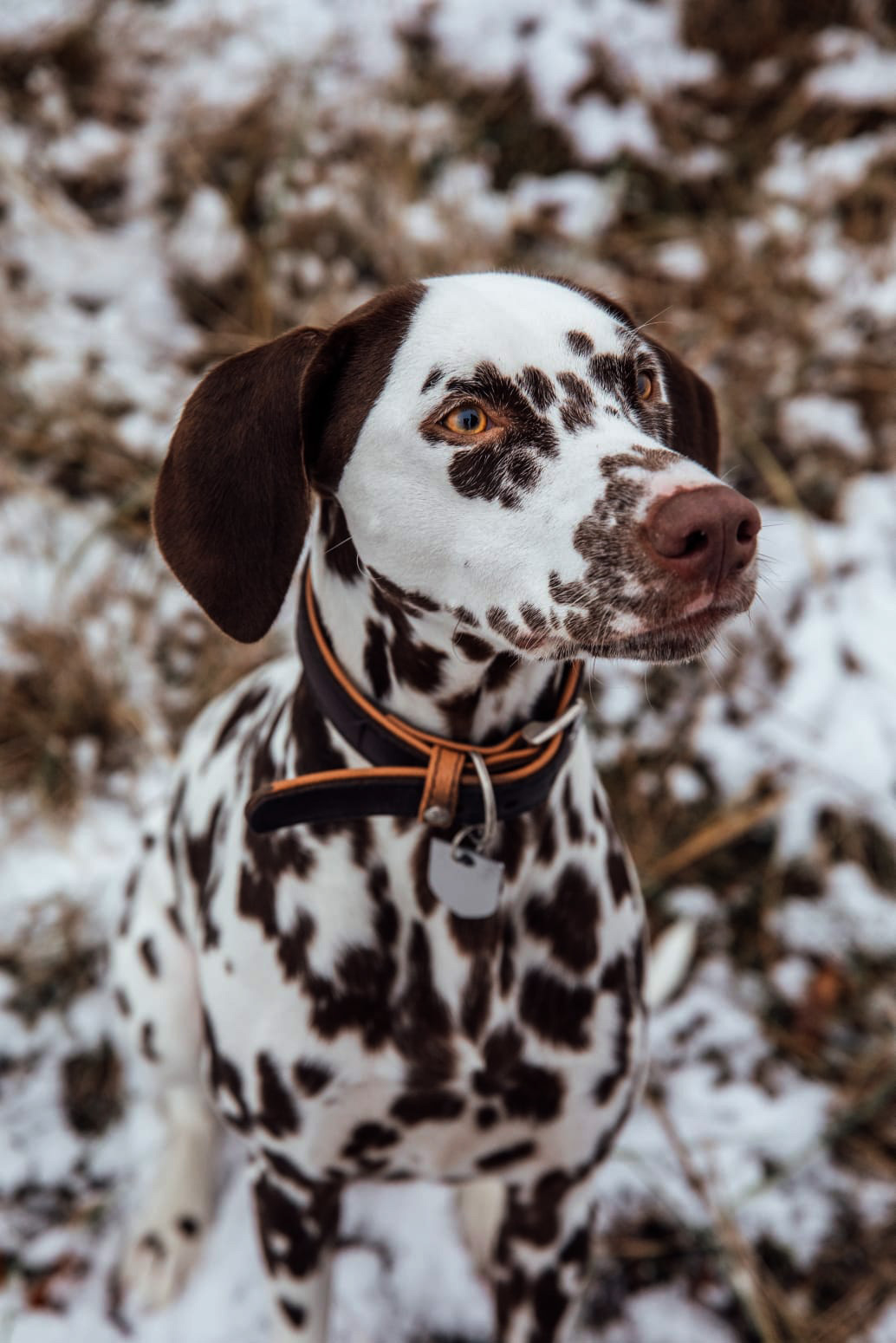 Hundeplatz Pankow © Verein für Deutsche Schäferhunde (SV) e.V. Ortsgruppe Pankow, Landesgruppe Berlin-Brandenburg