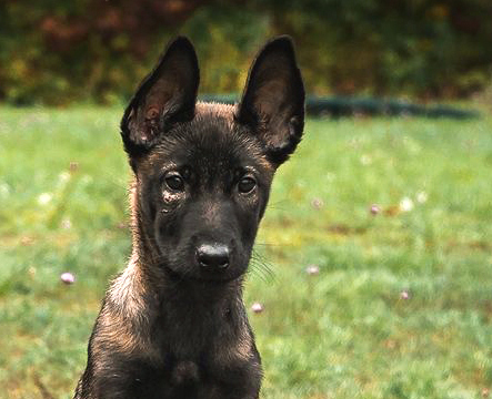 Hundeplatz Pankow © Verein für Deutsche Schäferhunde (SV) e.V. Ortsgruppe Pankow, Landesgruppe Berlin-Brandenburg