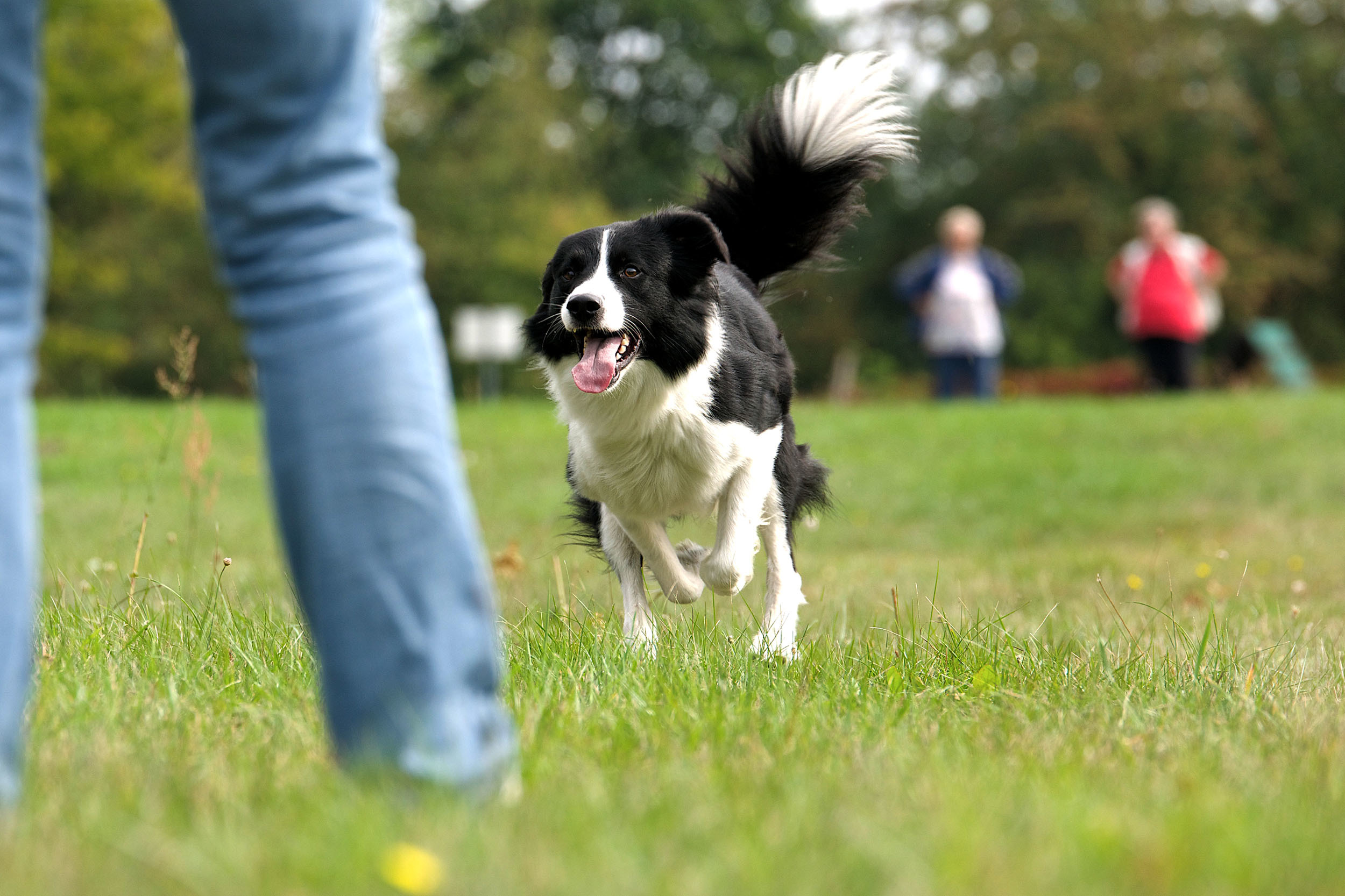 Hundeplatz Pankow © Verein für Deutsche Schäferhunde (SV) e.V. Ortsgruppe Pankow, Landesgruppe Berlin-Brandenburg