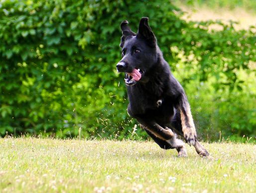… pure Freude – Deutscher Schäferhund bei Hundesport- © SV OG Pankow