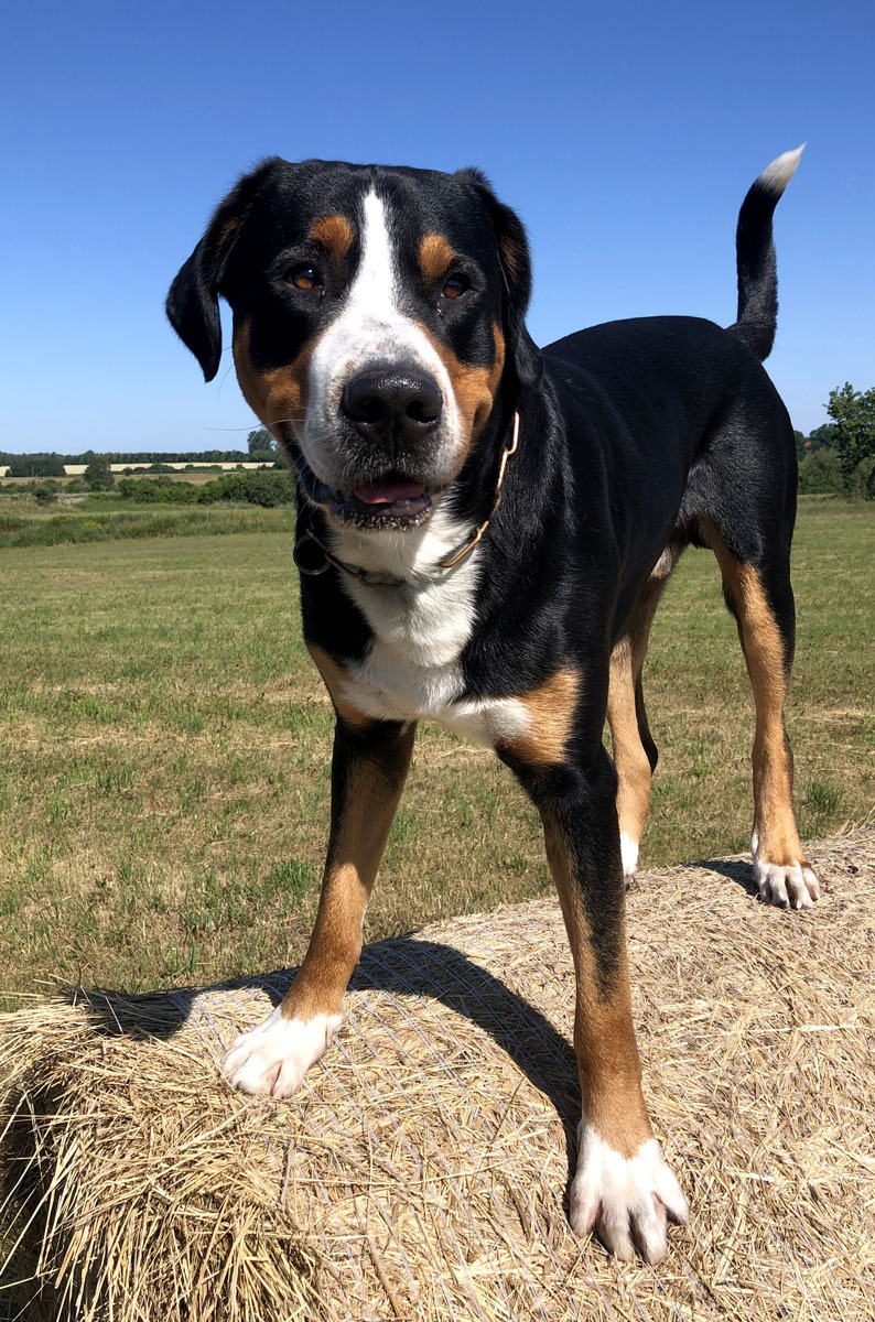 Hundeplatz Pankow © Verein für Deutsche Schäferhunde (SV) e.V. Ortsgruppe Pankow, Landesgruppe Berlin-Brandenburg