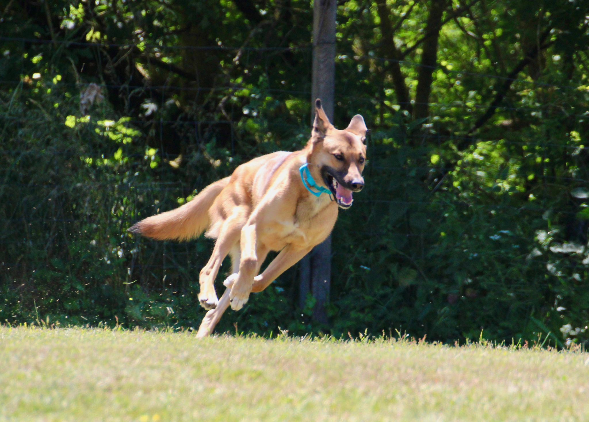 Hundeplatz Pankow © Verein für Deutsche Schäferhunde (SV) e.V. Ortsgruppe Pankow, Landesgruppe Berlin-Brandenburg