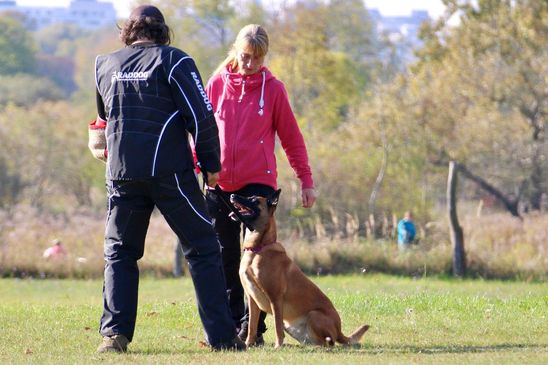 © Verein für Deutsche Schäferhunde (SV) e.V. Ortsgruppe Pankow, Berlin