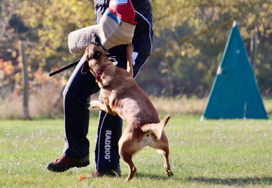 © Verein für Deutsche Schäferhunde (SV) e.V. Ortsgruppe Pankow, Berlin