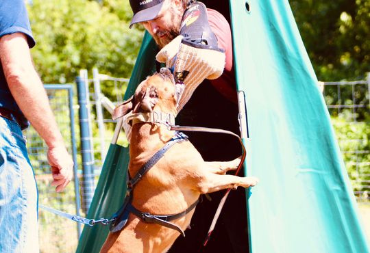 … Schutzdienst-Sport – Spaß für Hund und Mensch. © SV OG Pankow