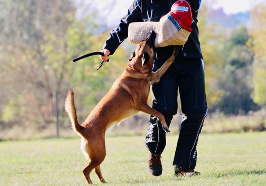 … Schutzdienst – Sport – Spaß für Hund und Mensch. © SV OG Pankow